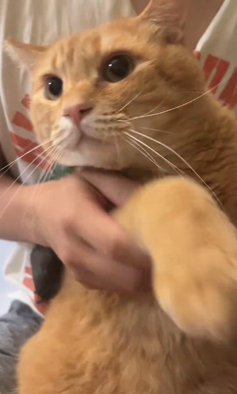 飼い主の膝の上で抱えられて前足を持たれている猫