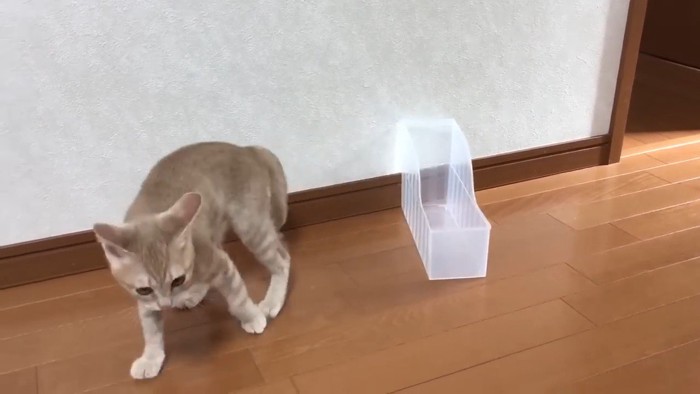 ケースから出ていく猫