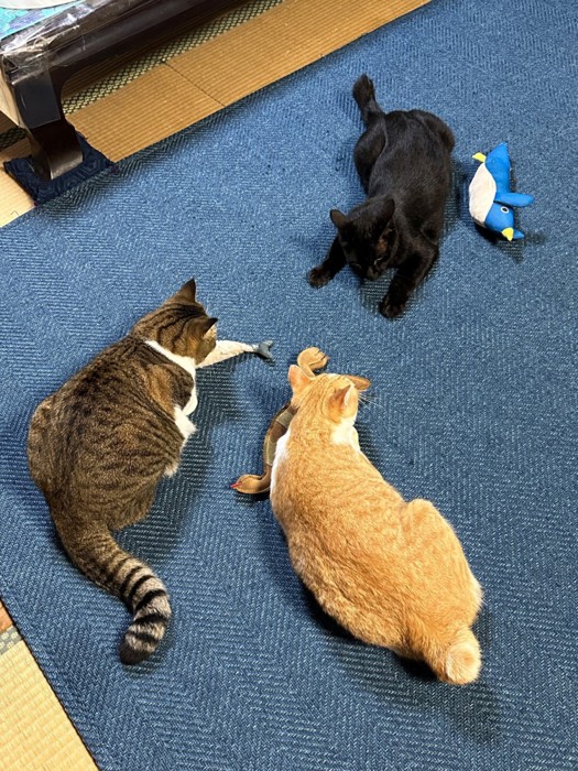 おもちゃを持っている3匹の猫