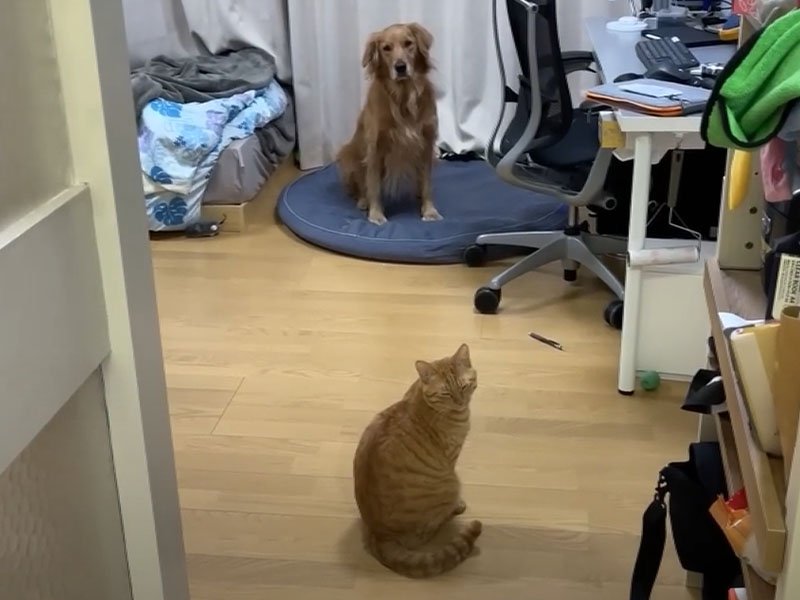 犬と猫