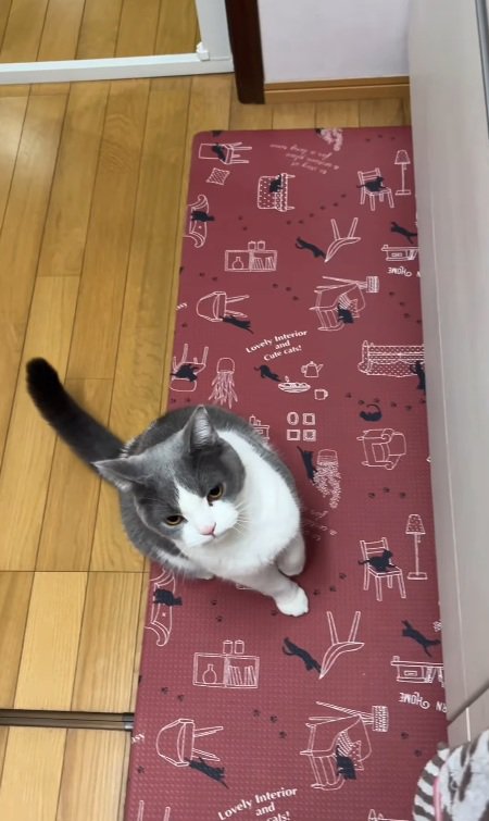 飼い主さんを見るそらくん