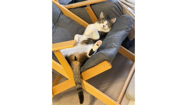 椅子に座っている猫