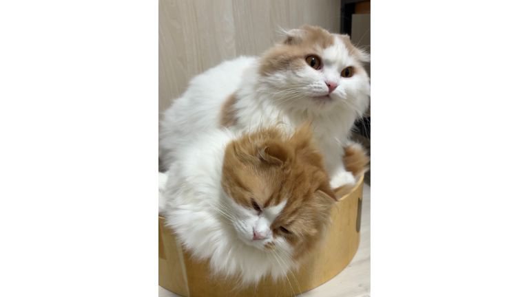 室内にいる猫