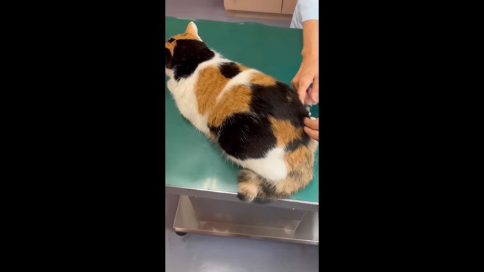 注射(後ろから)