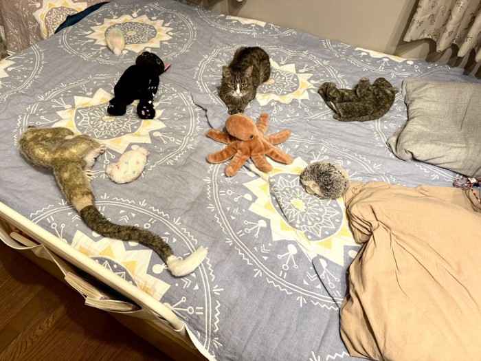 ベッドの奥にいる猫