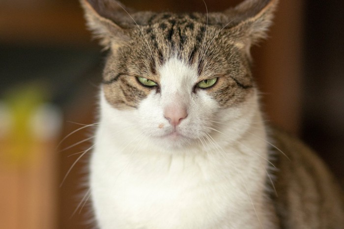 不機嫌でイカ耳な猫