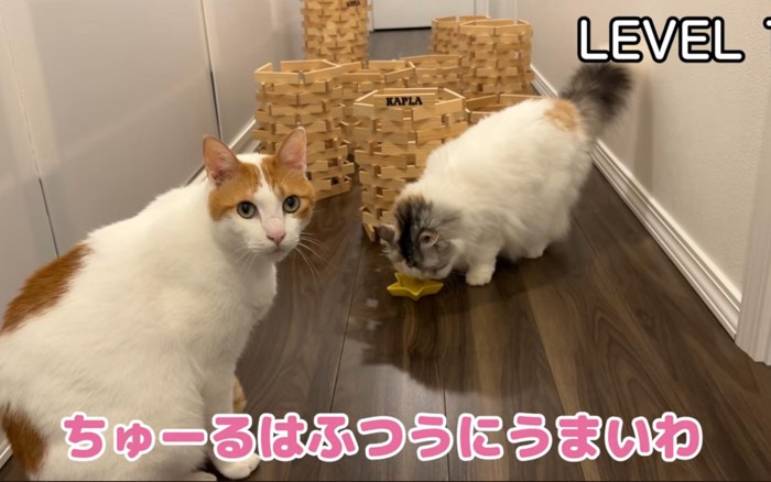 納得いかない猫