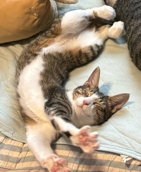 寝ている子猫