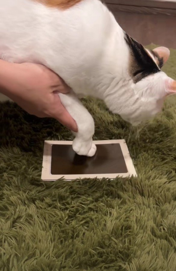 手形をとる小町ちゃん