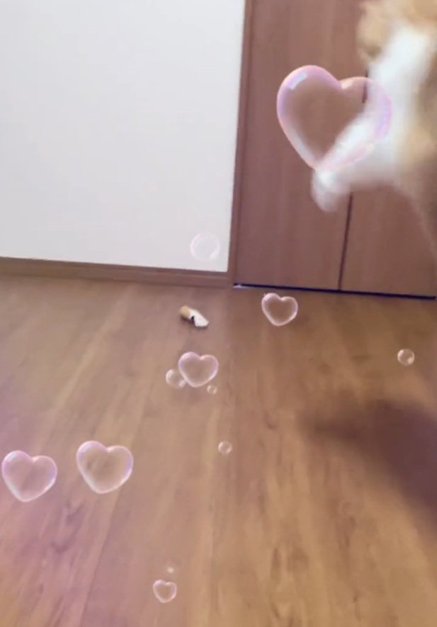 ジャンプする猫