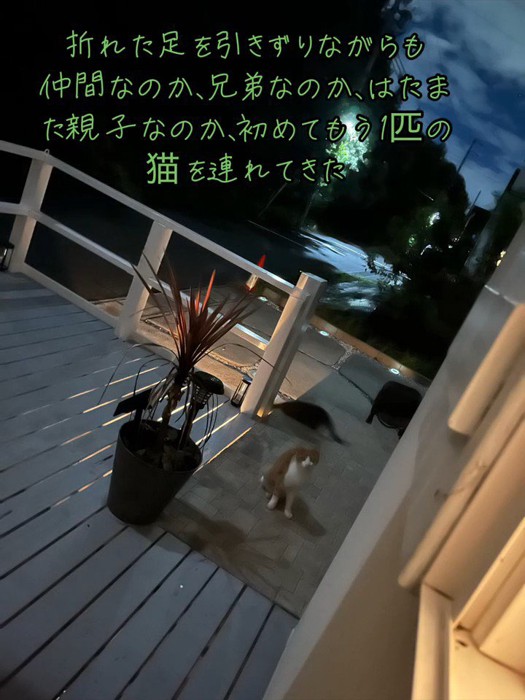 外にいる茶白の猫