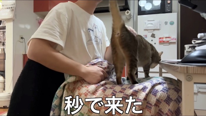 イスに座る男性の膝の上に飛び乗るキジトラ猫