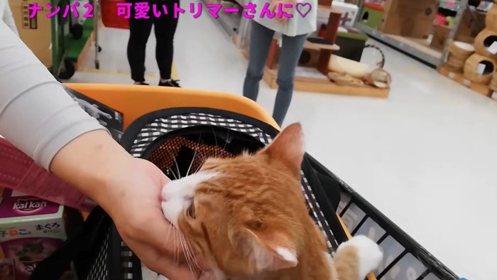 撫でられる猫