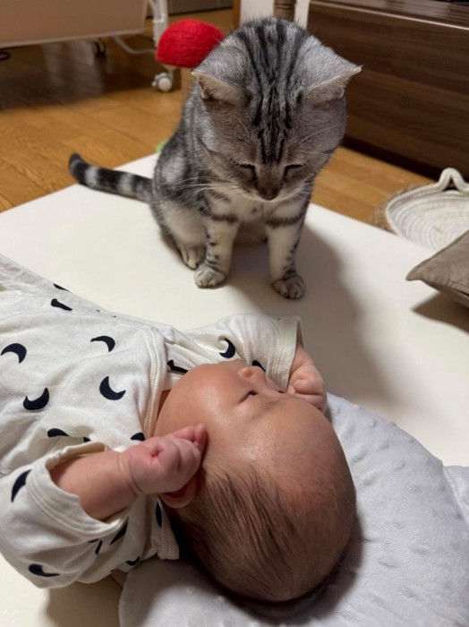 起きている赤ちゃんを見守る猫