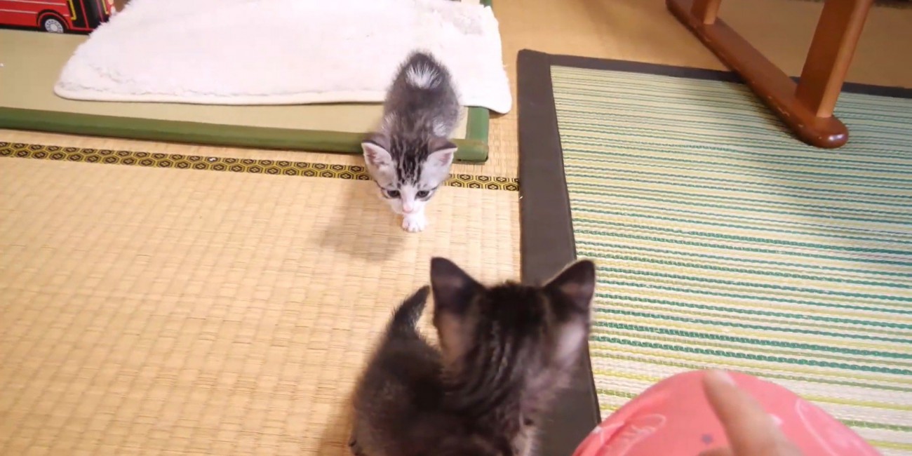他の猫の後ろを追いかける猫