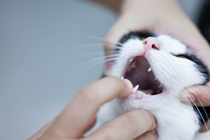 病院で口を開けられる猫