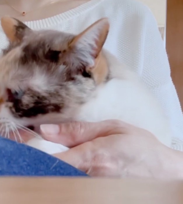 飼い主の手を噛む猫