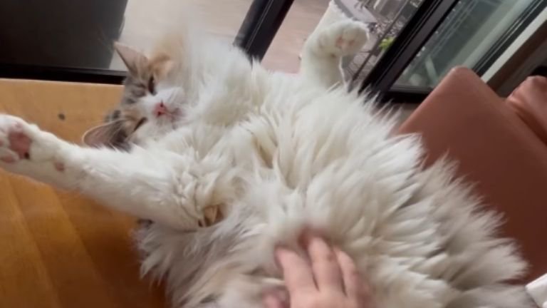 テーブルの上で寝転がる猫