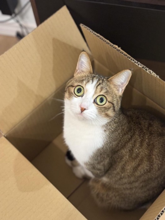 箱に入っている猫
