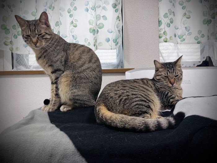 座る2匹の猫