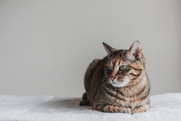 香箱座りをする麦わら猫