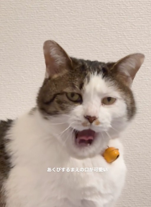 あくびする猫2