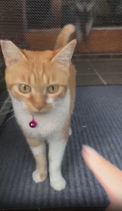 網戸越しの子猫