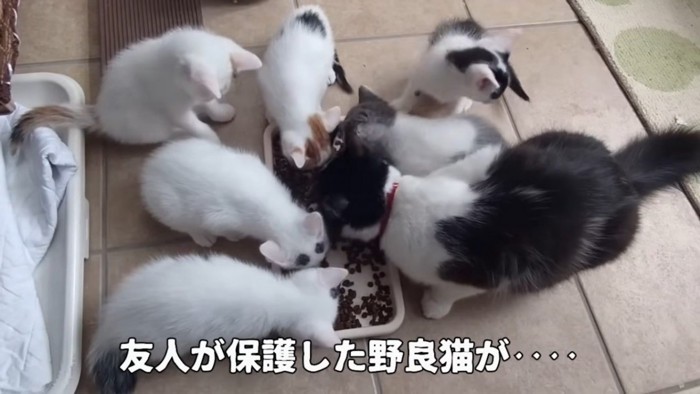 ご飯を食べる猫たち