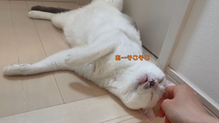 仰向けに寝る猫2