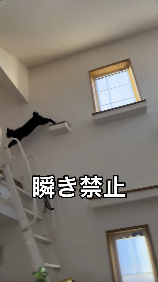 最上部から降りる猫