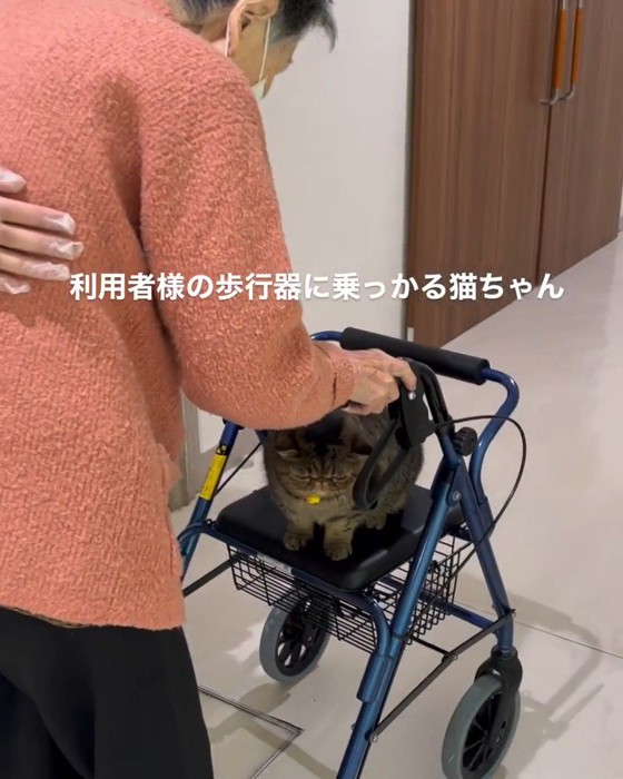 歩行器に座る猫