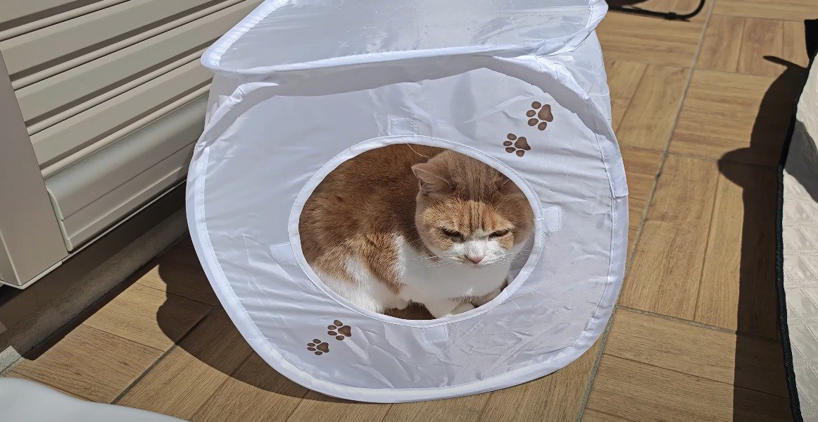 ハウスの中に入る猫