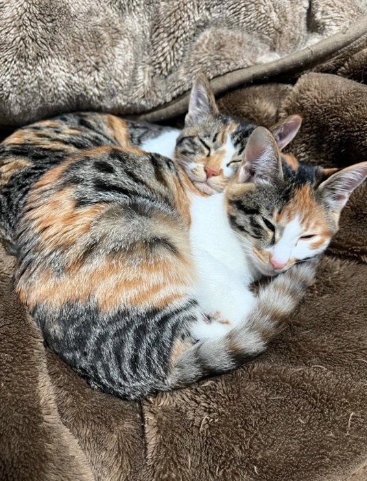 一緒に眠る猫たち