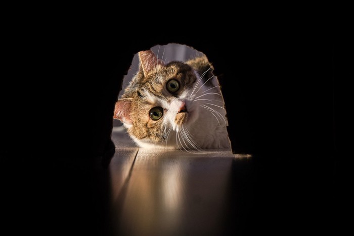 穴の中を覗く猫