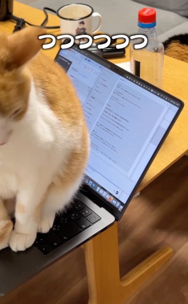 キーボードの上に猫のお尻が