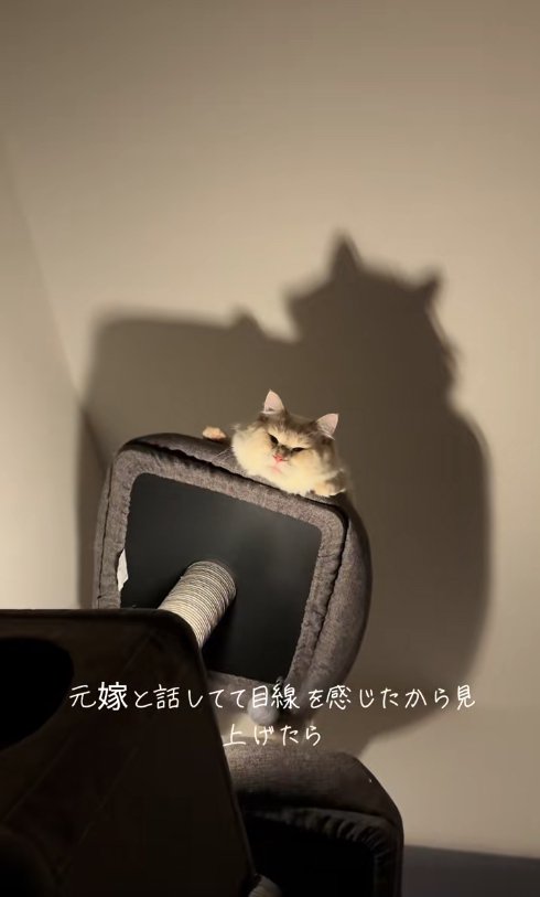 画面中央にいるキャットタワーの上で見下ろす猫（ピントが合っているヒキ）
