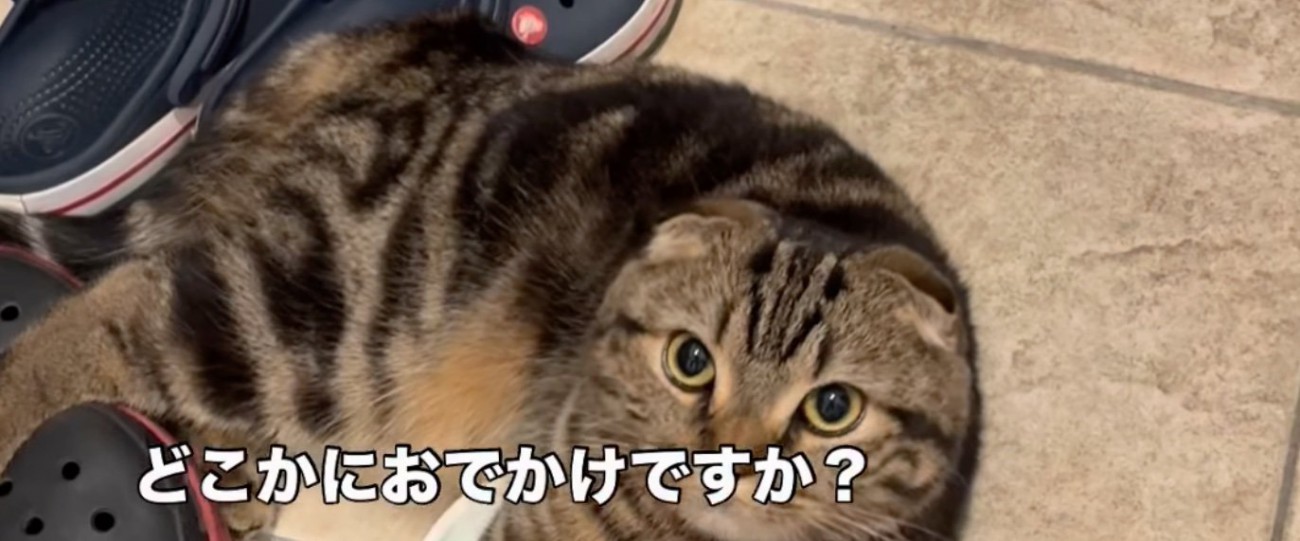 シンバくん
