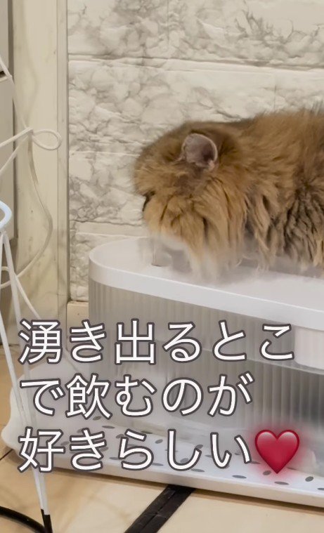 水を飲む猫
