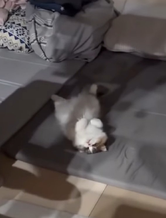 寝転がる猫
