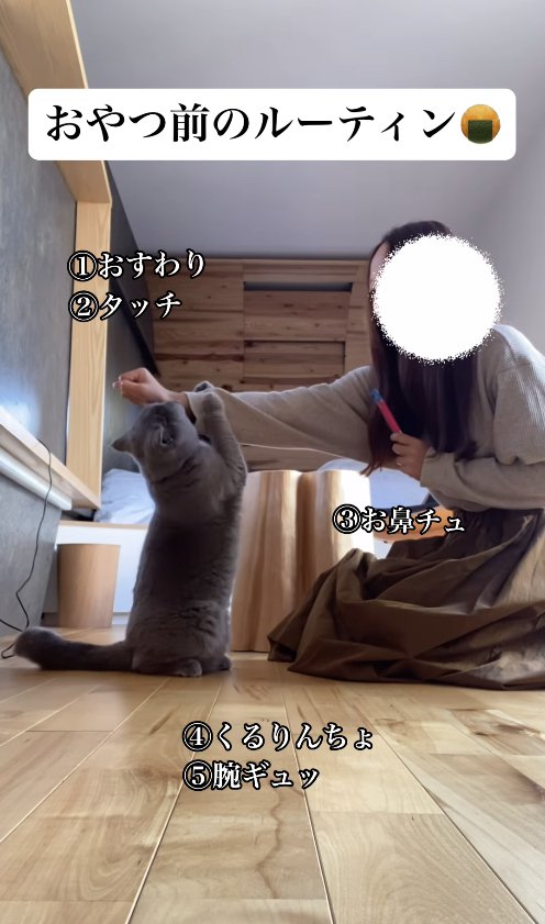 飼い主の右手にしがみついているグレー猫