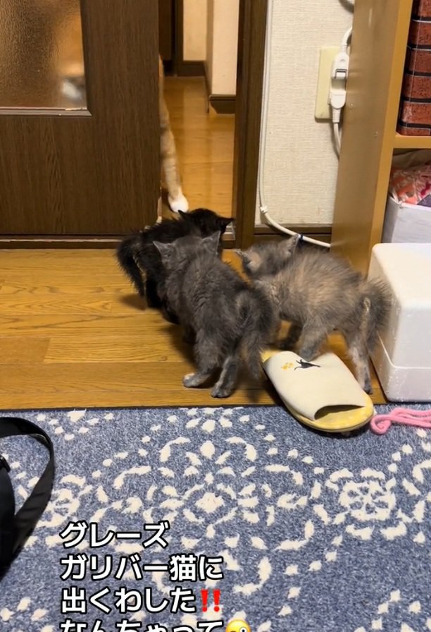 ドアに隠れるきなこくん