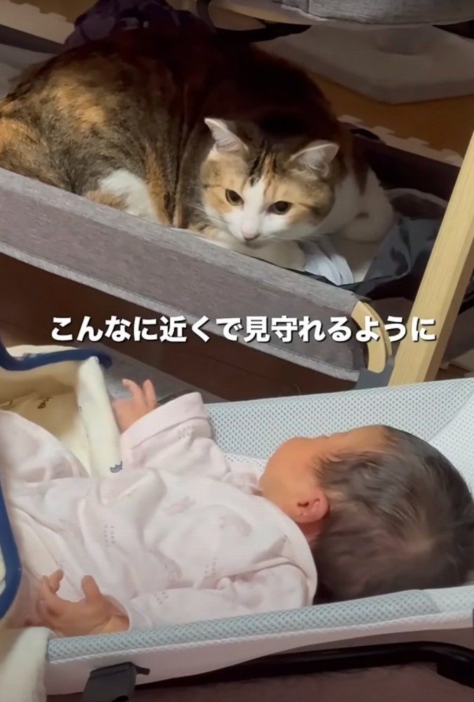 近くで赤ちゃんを見守る猫
