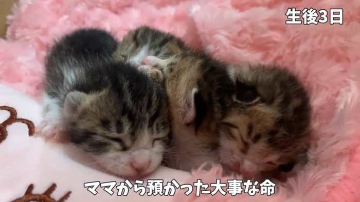 寝ている4匹の子猫