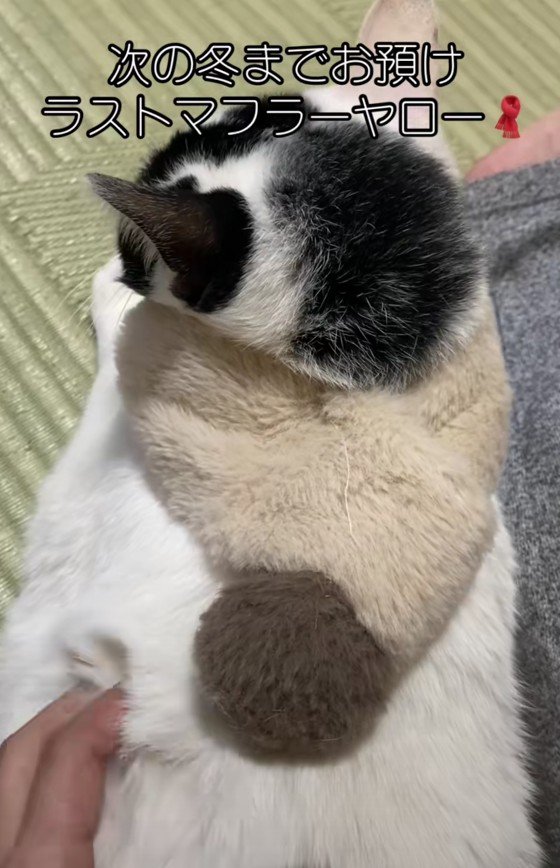 マフラーを巻いているハリーくん