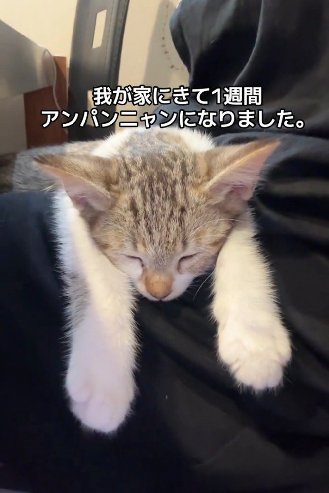 前足を伸ばして寝る子猫