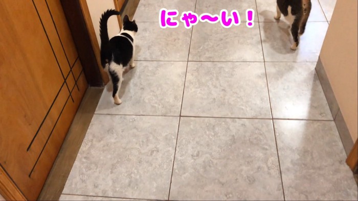 猫の後ろ姿