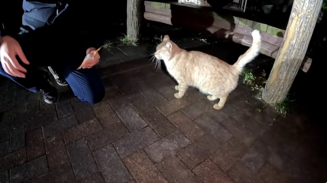 餌が欲しそうな茶トラ猫