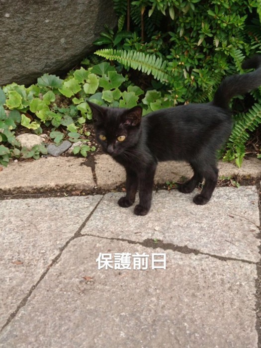 外に立っている子猫