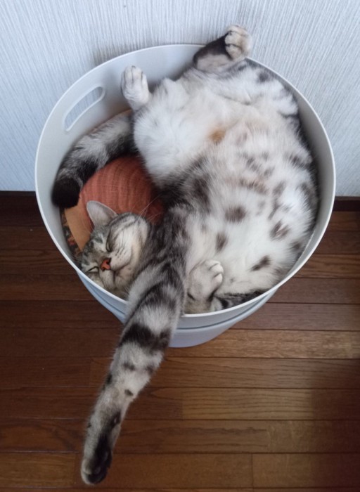 仰向けで入れ物に入って寝ている猫1
