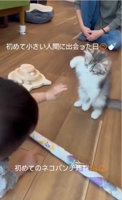 猫パンチをする子猫